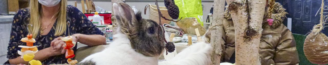 LM_mediation-animale.jpg