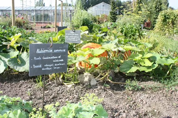 Potager_therapeutique_EPSMLM_GHTPsyNPDC.jpg 